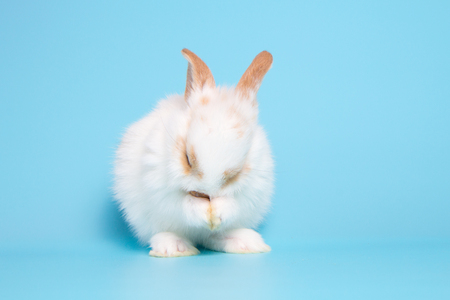white rabbit stand on two legs on blue backgroundの写真素材