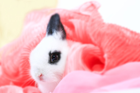 Adorable white and black small Netherlands dwarf rabbit or ND bunny on white backgroundの写真素材