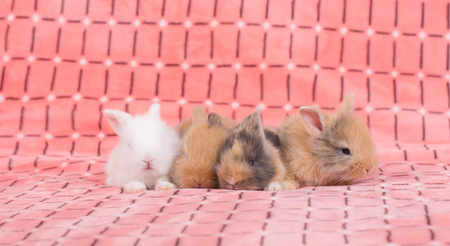 adorable young baby rabbit on pink cloth as background  - 3 weeks old little fluffy bunnyの写真素材