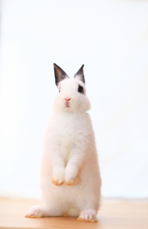 Netherlands Dwarf little adorable white rabbit with black ear and dark circle eyes on wood table. Cute small ND bunny for Easter conceptの写真素材