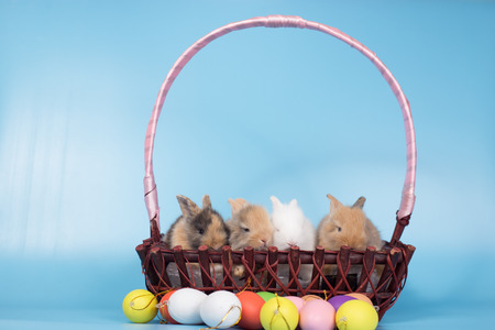 Yong small new born rabbit on blue background with colorful easter egg