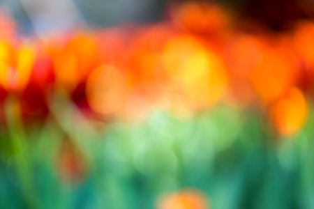 Fresh colorful beautiful tulips field in natureの写真素材