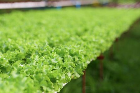 Hydroponics vegetable in organic farm for healhy and diet food. Modern cultivate farming for green environment and healtyの写真素材