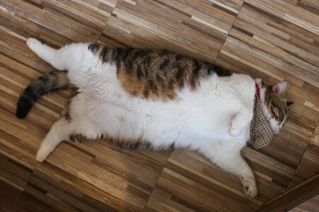 British cat, scottish fold,  pursian cat laying down on floor. Short hair cat,  famous Lovely pet relax in roomの写真素材