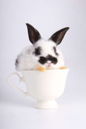 Baby adorable rabbit on white background. Young cute bunny in many action and color. Lovely pet with fluffy hair. Easter has rabbit as symbol celebration. Grey lovely rabbit.の写真素材