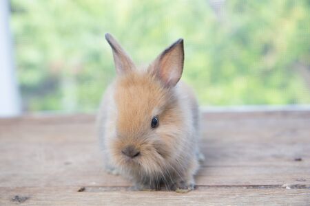 Brown cute baby rabbit on wood table. Adorable young bunny in lovely action. Famous small pet.の写真素材
