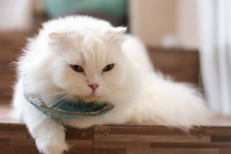 British cat, scottish fold,  pursian cat laying down on floor. Short hair cat,  famous Lovely pet relax in roomの写真素材