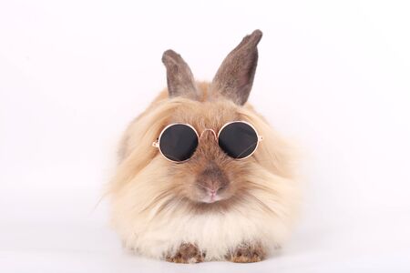 Brown little rabbit, adorable young bunny on white backroundの写真素材