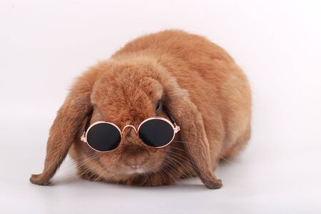 Brown little rabbit, adorable young bunny on white backroundの写真素材