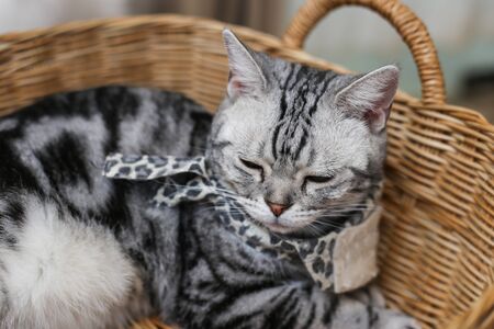 British cat, scottish fold,  pursian cat laying down on floor. Short hair cat,  famous Lovely pet relax in roomの写真素材