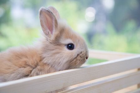 Brown cute baby rabbit on wood table. Adorable young bunny in lovely action. Famous small pet.の写真素材