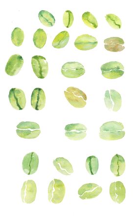 Raw green coffee bean by watercolor hand painting. Illustration of wet on dry paper painting brown and green coffee bean or coffee seed. Famous cafaine beverageの写真素材