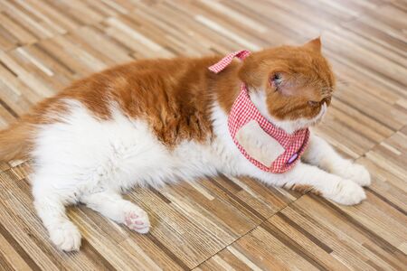British cat, scottish fold,  pursian cat laying down on floor. Short hair cat,  famous Lovely pet relax in roomの写真素材