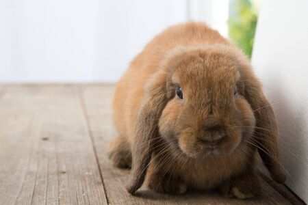 Brown cute baby rabbit on wood table. Adorable young bunny in lovely action. Famous small pet.の写真素材