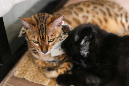 British cat, scottish fold,  pursian cat laying down on floor. Short hair cat,  famous Lovely pet relax in roomの写真素材