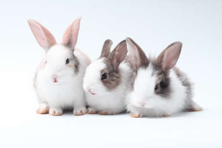 Young adorable bunny stand on white background. Cute baby rabbit for Easter and new born celebretion.  1  month petの写真素材