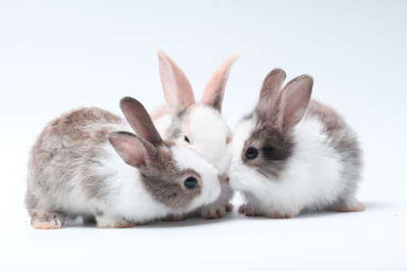 Young adorable bunny stand on white background. Cute baby rabbit for Easter and new born celebretion.  1  month petの写真素材
