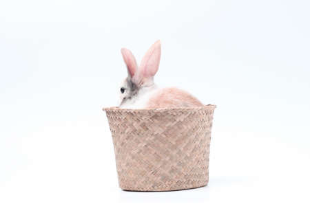 Young adorable bunny stand on white background. Cute baby rabbit for Easter and new born celebretion. Tiny rabbit in rattan basketの写真素材