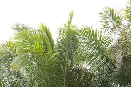 fresh coconut leaf on white background