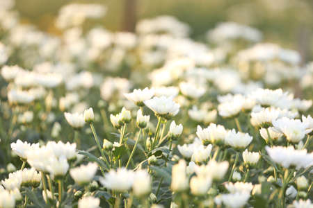 Chrysanthemum flower with flare from sunshine and sweet warm bokeh from light