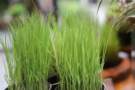Fresh green wheat grass plant in pot. Raw wheat grass plant for making antioxidant beverage. Young...
