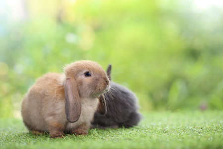 Cute little rabbit on green grass with natural bokeh as background during spring. Young adorable bunny playing in garden. Lovrely pet at parkの写真素材