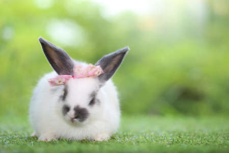 Cute little rabbit on green grass with natural bokeh as background during spring. Young adorable bunny playing in garden. Lovrely pet at parkの写真素材