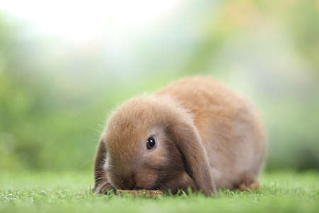 Cute little rabbit on green grass with natural bokeh as background during spring. Young adorable bunny playing in garden. Lovrely pet at parkの写真素材