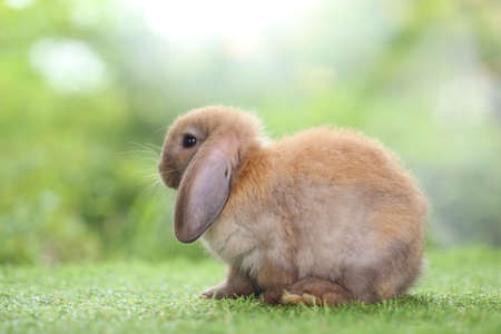 Young brown and whte, black rabbits in green spring of nature. Lovely cute bunny as furry pet for Easter.の写真素材