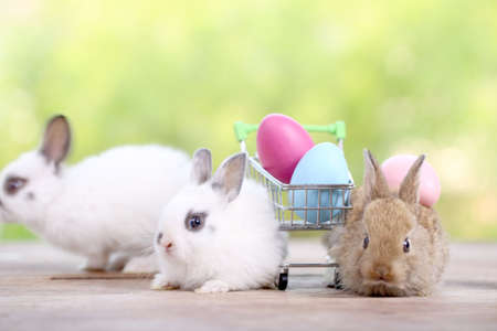 Baby cute and adorable rabbit sitting on green grass. Small and young bunny  is a lovely furry pet. ...