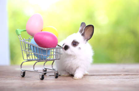 Baby cute and adorable rabbit sitting on green grass. Small and young bunny  is a lovely furry pet.  Easter concept on yellow background, egg and grass with bokeh as nature backgroundの写真素材