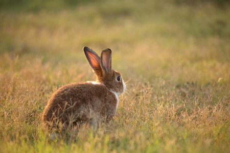 Rabbit in green field and farm way. Lovely and lively bunny in nature with happiness. Hare in the forest. Young cute bunny playing in the garden with grass and small flower in dreamy golden light.の写真素材