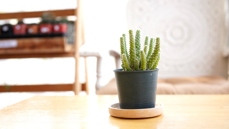 Many small potted cactus in box, planted indoor near window. Cactus in pot arranged in house. Home plant need sunshine to grow.の写真素材