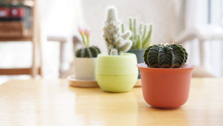 Many small potted cactus in box, planted indoor near window. Cactus in pot arranged in house. Home plant need sunshine to grow.の写真素材