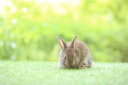 Cute little rabbit on green grass with natural bokeh as background during spring. Young adorable bunny playing in garden. Lovrely pet at parkの写真素材