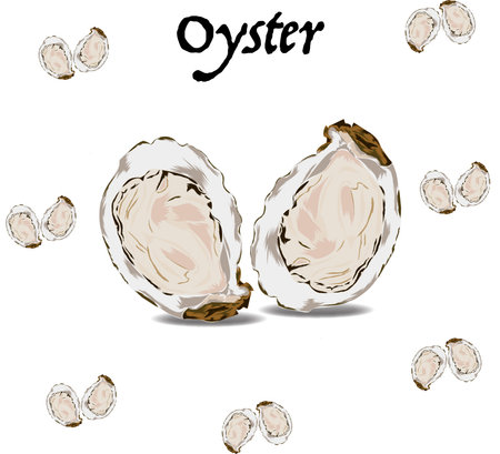 Opened oysters. Vector illustration of open oysters on white background.のイラスト素材