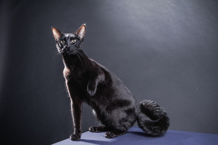 Smart playful black cat on a black background shot in Studioの写真素材