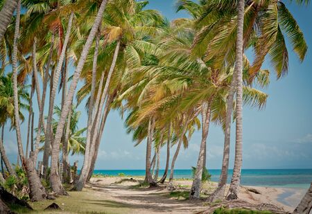Amazing landscape in the wil beach Playa Bonita, Las Terrenas, Dominican Republic