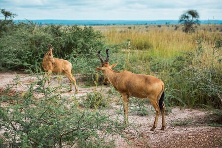 Two antelopes. Battle in the green African Savannahの写真素材