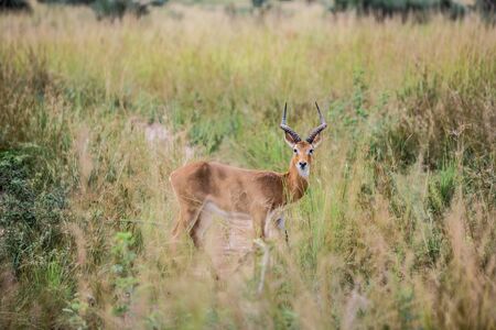a beautiful Gazelle looks into the frame framed by blurred vegetation in the African Savannahの写真素材
