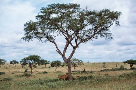 alcelaphus buselaphus in the green African Savannahの写真素材