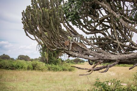 landscape in the African Savannah with a leopard lying on a tree milkweed. Usually resting during the day, feeding on antelopes at nightの写真素材