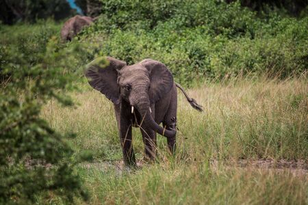Little elephant playing, among the bushes and candelabra trees, against the blue mountainsの写真素材