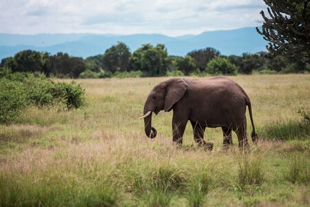 an elephant walks on the African Savannah, the bushes among the candelabra trees