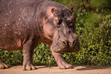 a huge Hippo walks along the road with public transport and chews grass. This is a rarity as hippos usually sit in the water during the dayの写真素材
