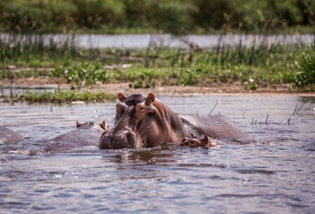 mother and baby hippos sitting in the water on the river Nileの写真素材