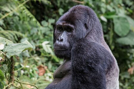 close up portrait of silverback in the wild deep in the jungleの写真素材