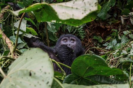 portrait of a baby gorilla in the wild deep in the jungle