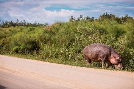 a huge Hippo walks along the road with public transport and chews grass. This is a rarity as hippos...
