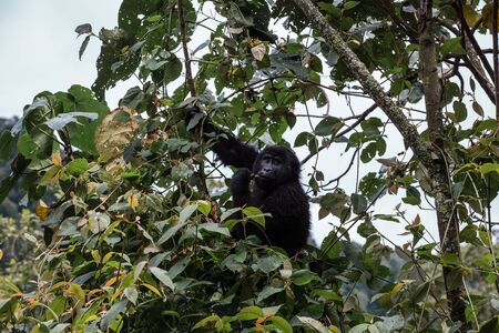 a baby gorilla sits on a tree and chews on vegetationの写真素材
